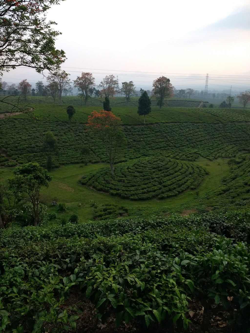 Tea Plantation at Mount&nbsp;Malabar