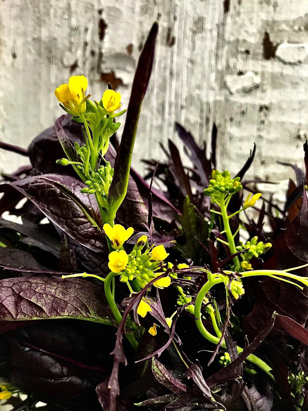 Mizuna — Japanese&nbsp;Mustard