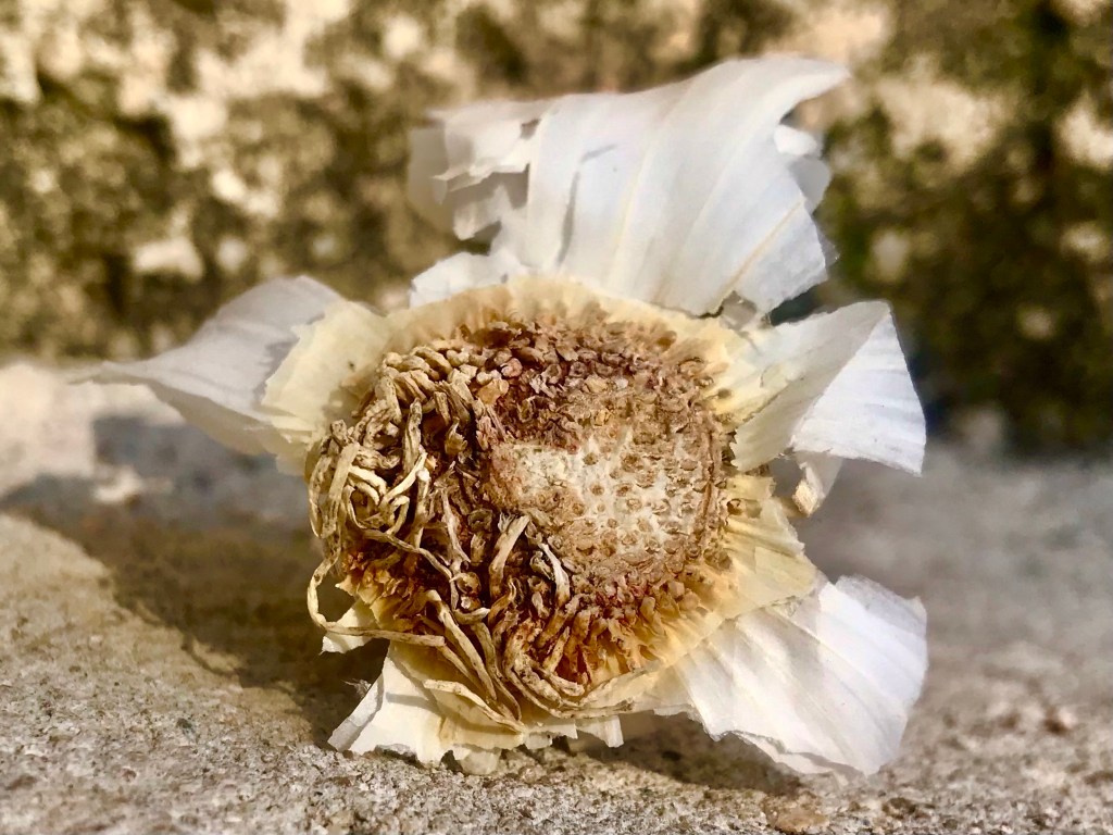 Garlic architectural aspect