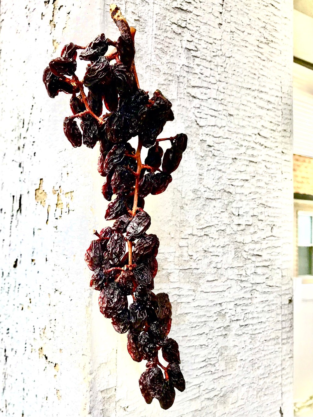 Raisins on the&nbsp;Vine