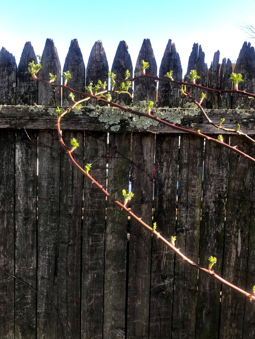 Still, I wish to be in&nbsp;Japan