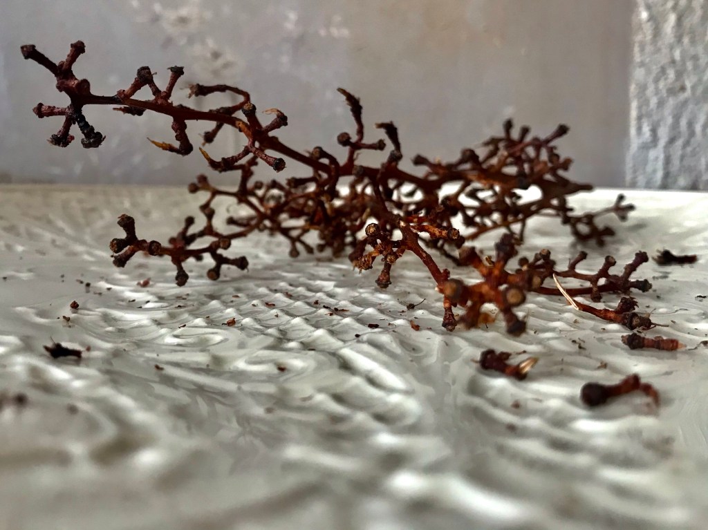 I have been seriously thinking of keeping these vines — after having eaten all the raisins on them — and having them become a part of my&nbsp;collections.