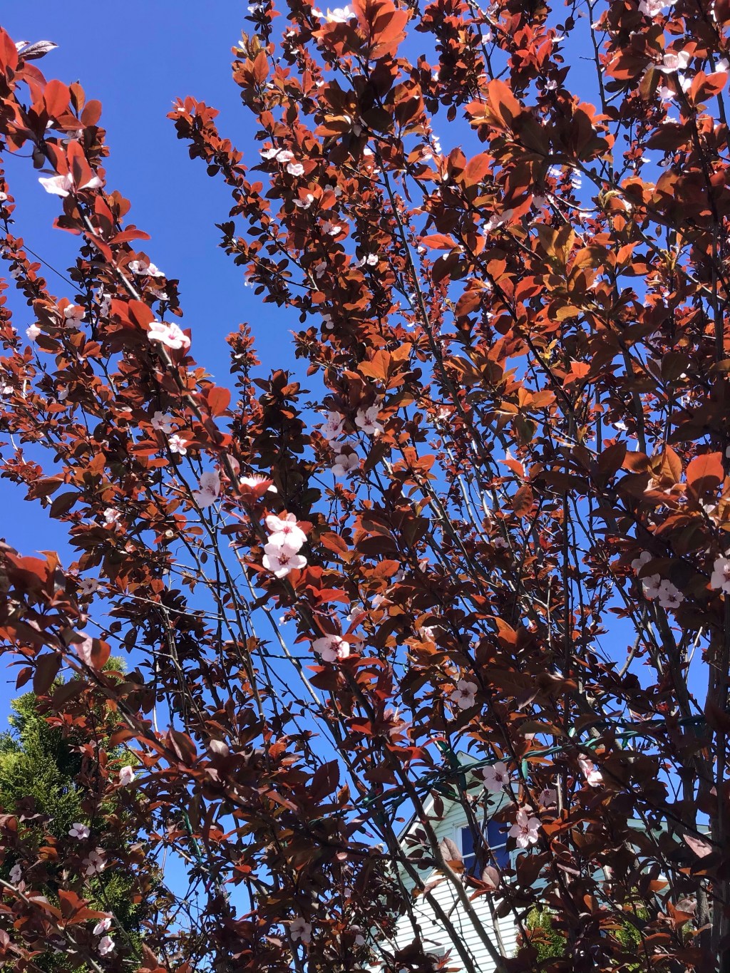 and a darker&nbsp;Spring