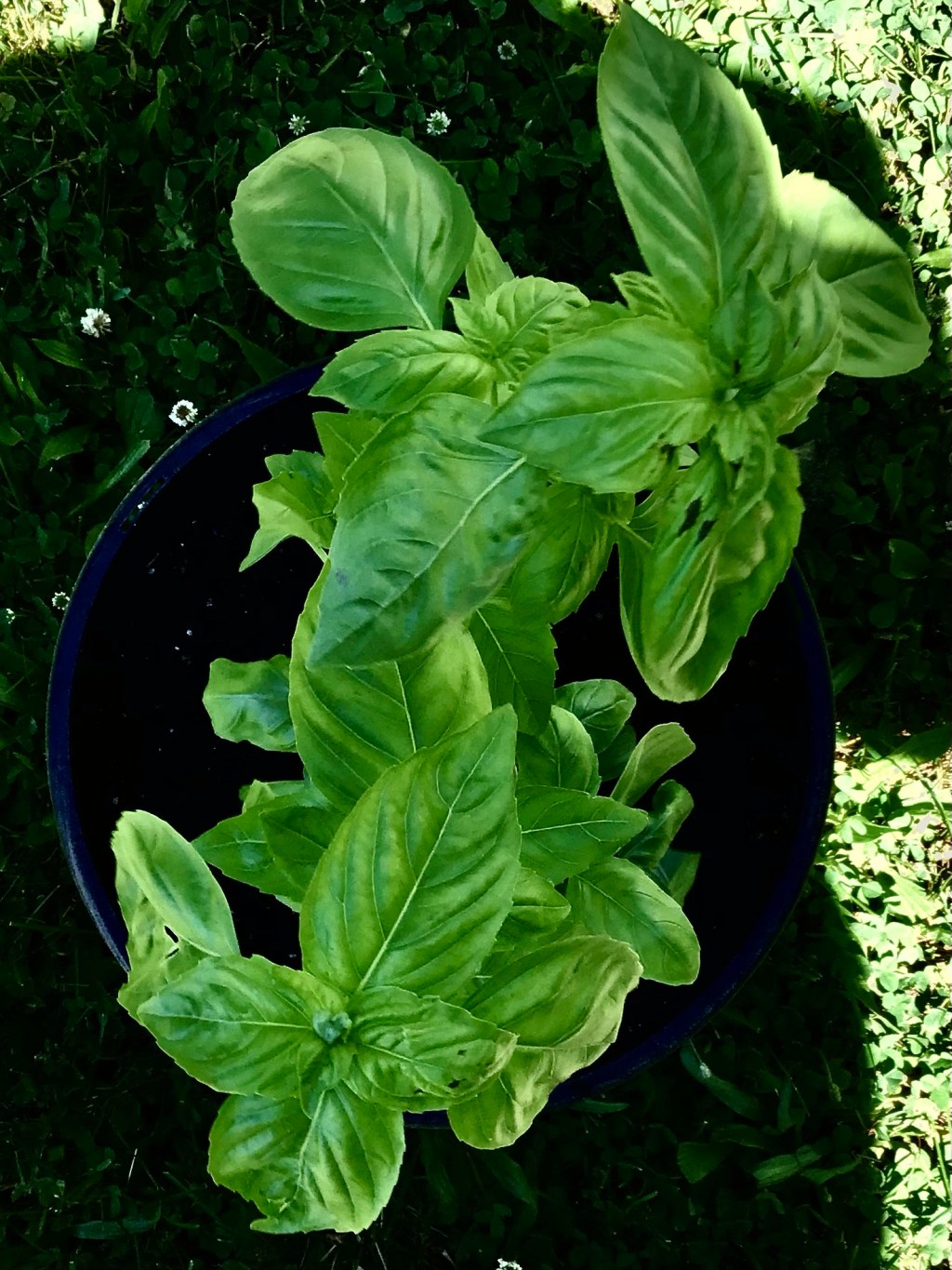 ‘Tis being the reason I bought this sphagnum peat moss, perlite, earthworm castings, alfalfa meal, kelp meal, feather meal, yucca extract&nbsp;soil