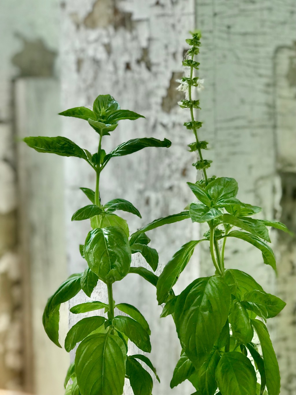 Four weeks counting on me, and my care seems to suit her&nbsp;well