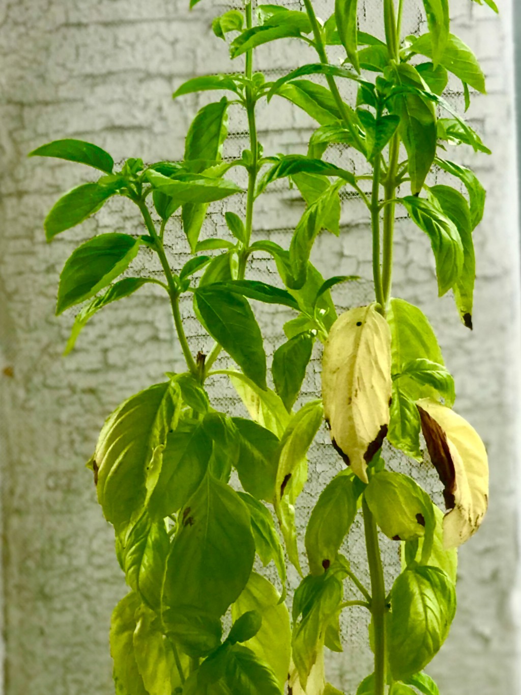 Does a basil plant notice my efforts as apology after apparently too much heat and sun have affected the health of some&nbsp;leaves?