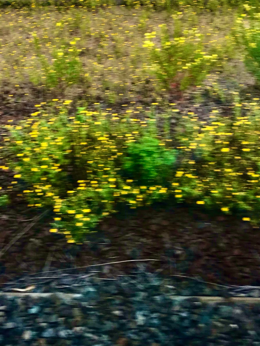 Sketching / Yellow Flowers —&nbsp;8.21.2021