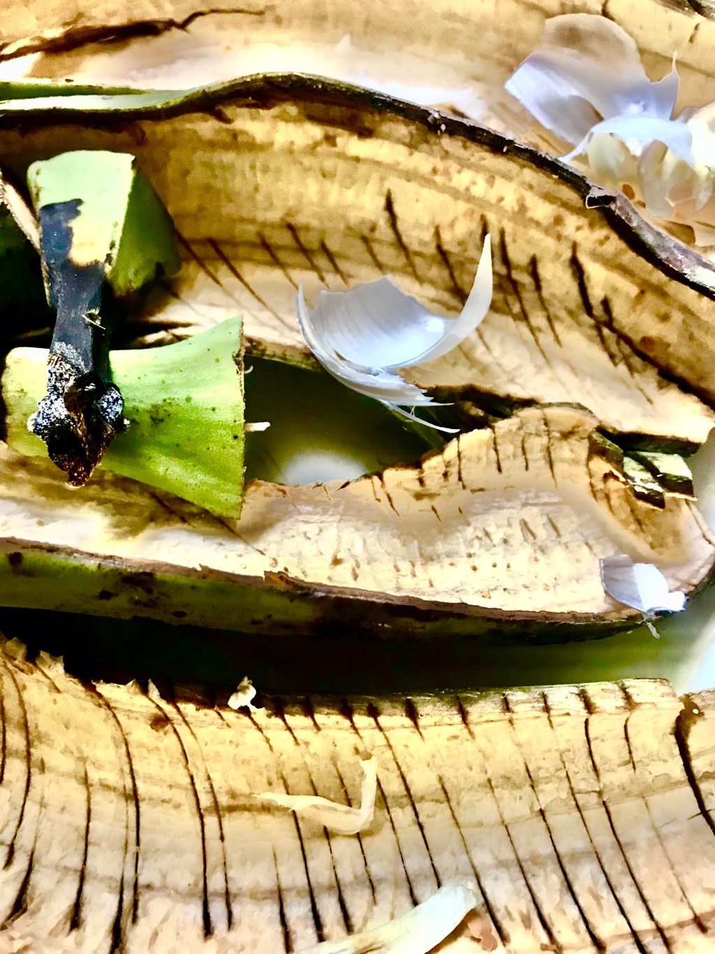 Plantains and Garlic