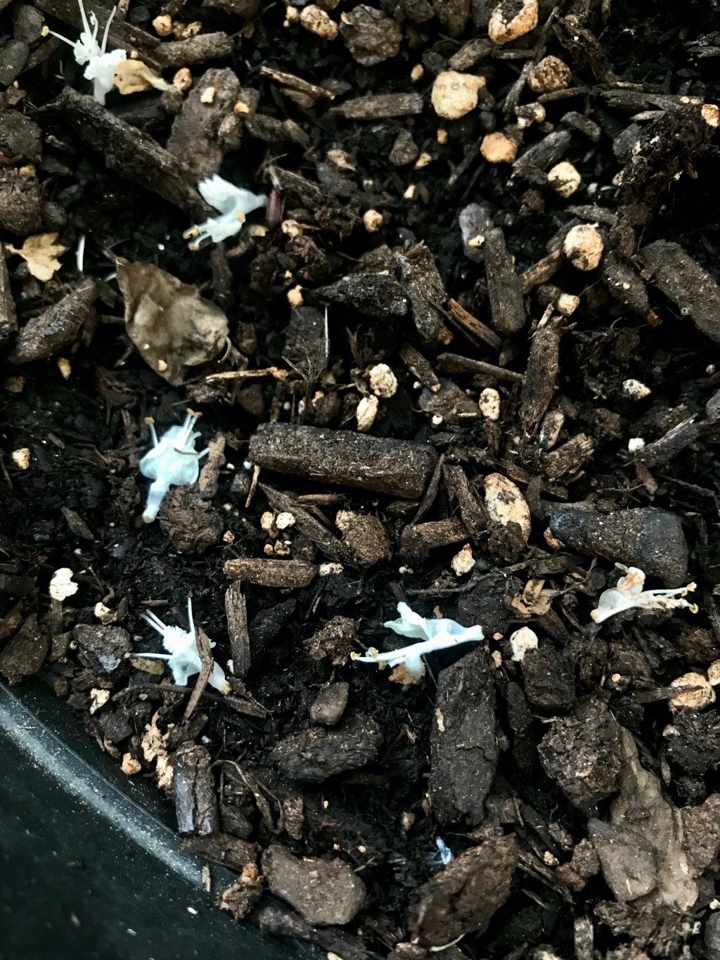 Still, dressed in white, and refusing to&nbsp;die