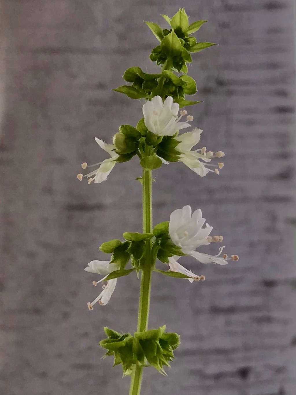 The Sweet Flower of the Sweet&nbsp;Basil