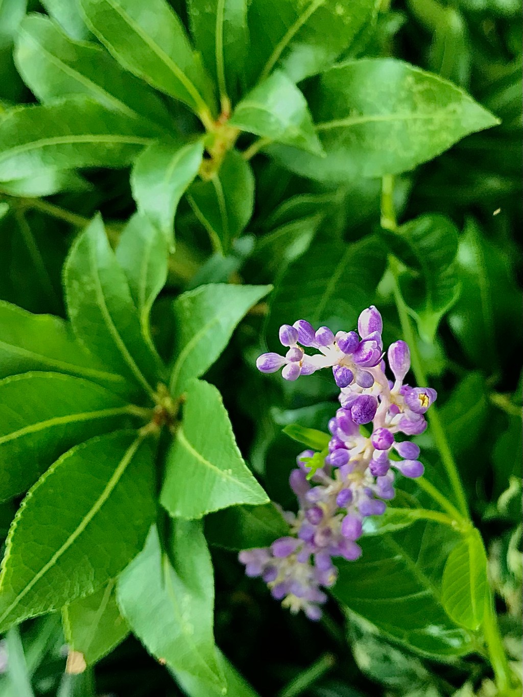 Lindsey’s (Weeping) Butterly