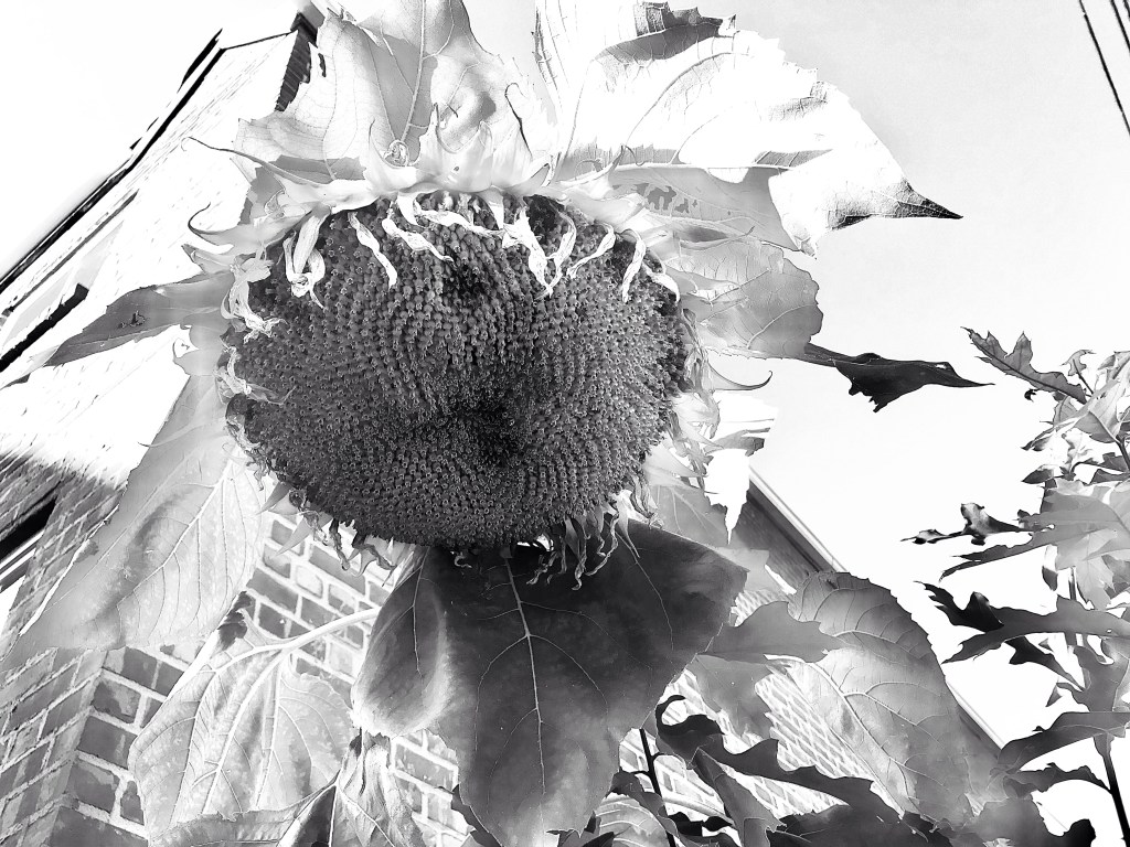 Do some flowers get tired of turning towards the&nbsp;sun?