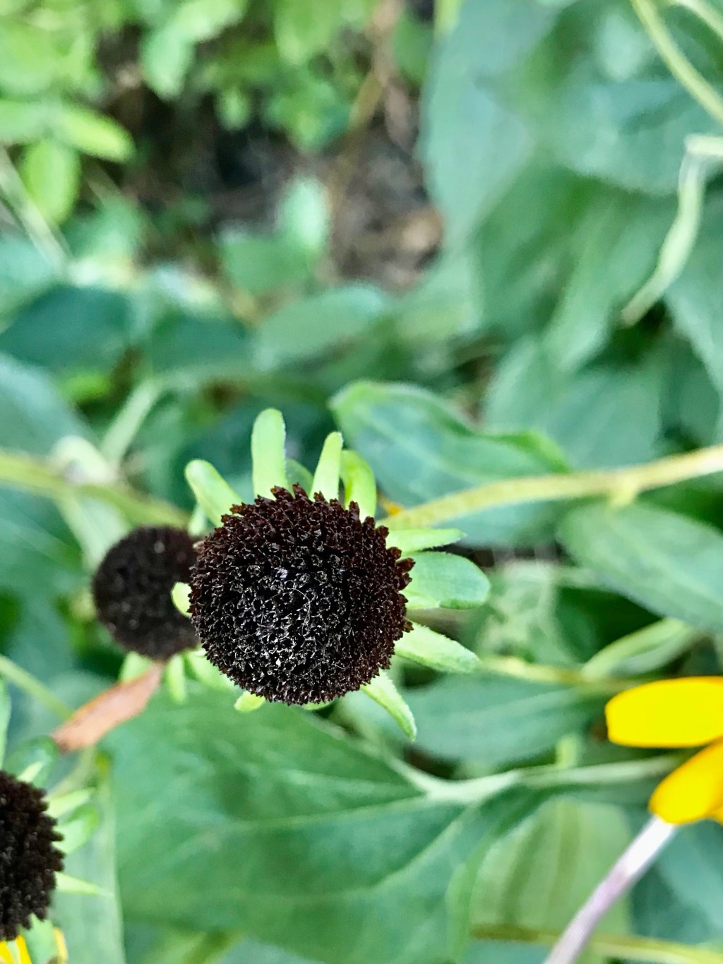 Naked Rudbeckia fulgida&nbsp;Aiton