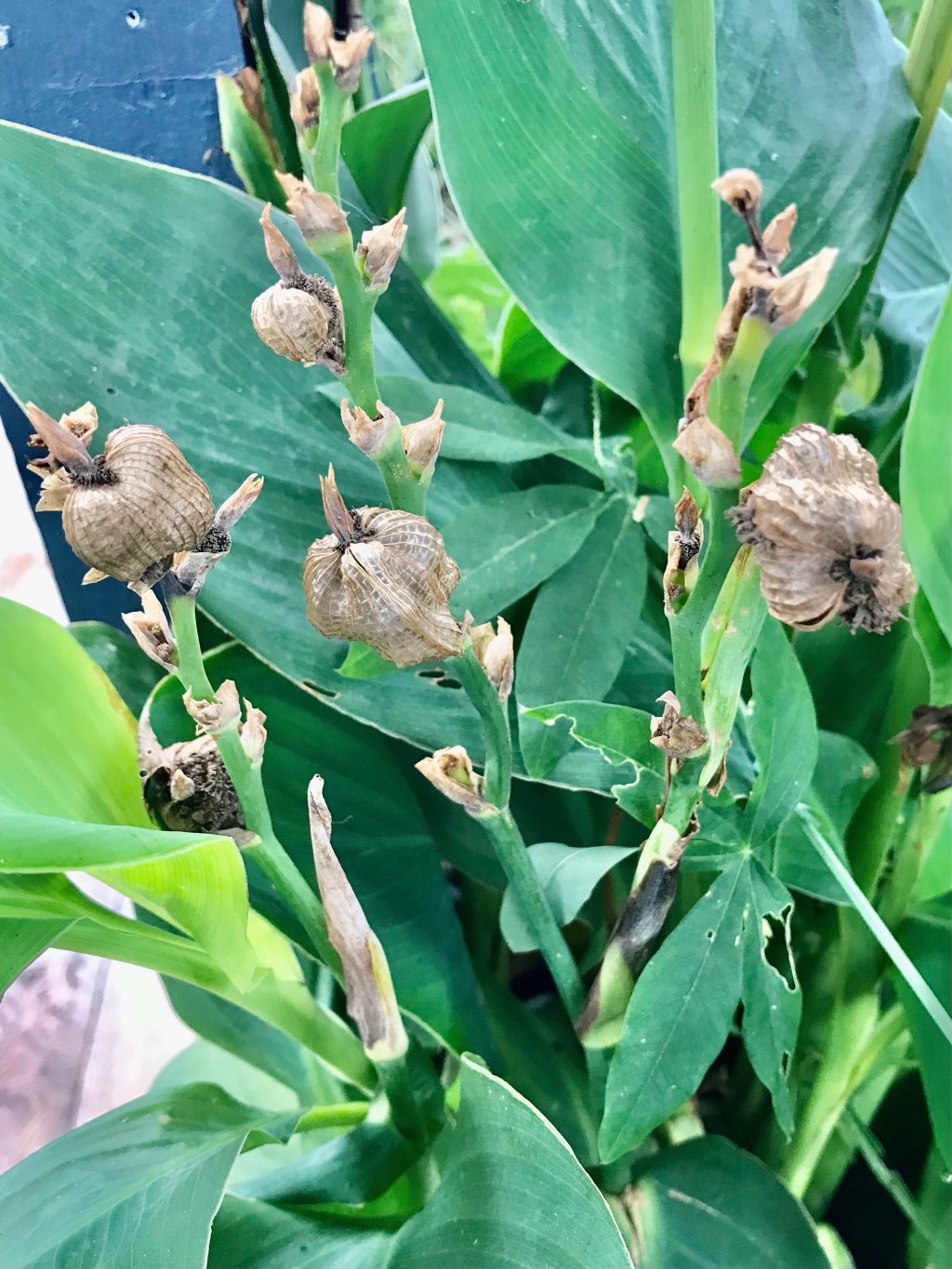 Indian shot, African arrowroot, edible canna, purple arrowroot, Sierra Leone&nbsp;arrowroot