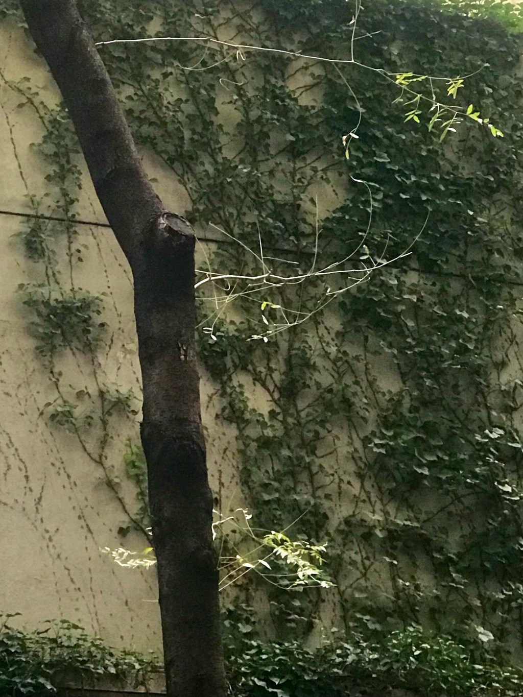 Branches — simply — worth a picture to a&nbsp;beholder