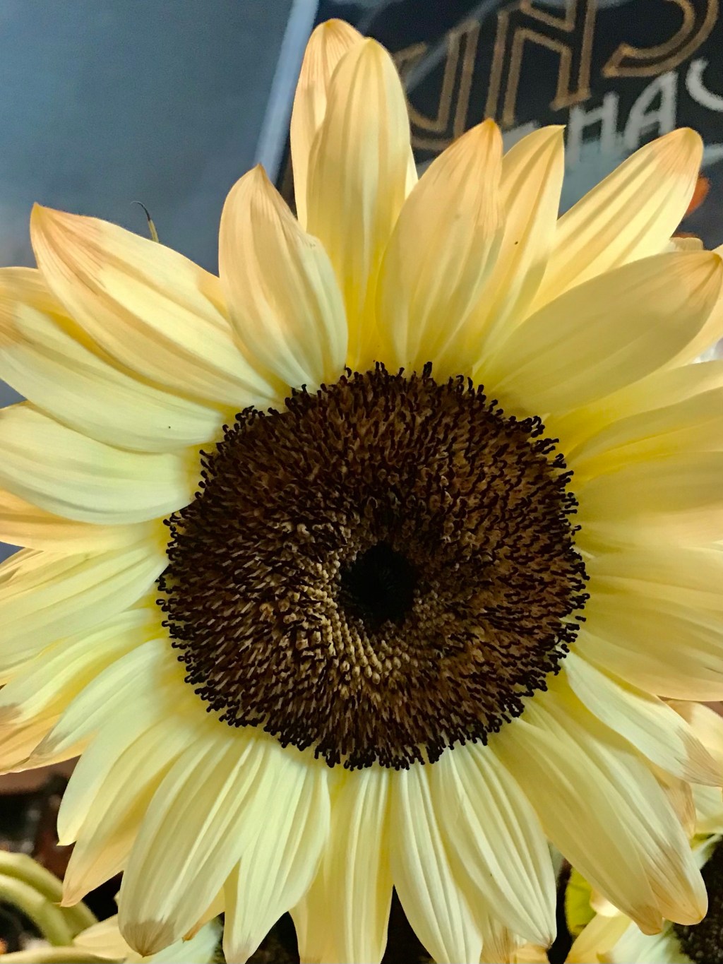 Common Sunflower