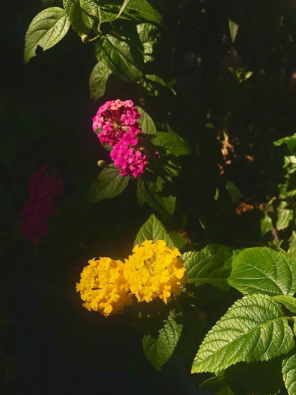 Texas Lantana