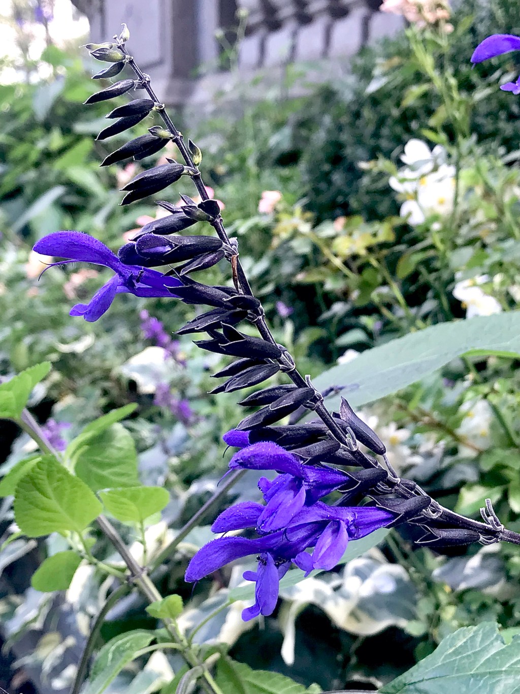 Blue Anise Sage / Black and Blue&nbsp;Sage