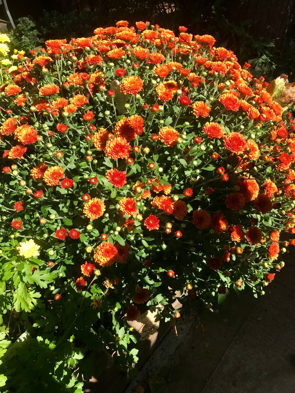 Marigolds