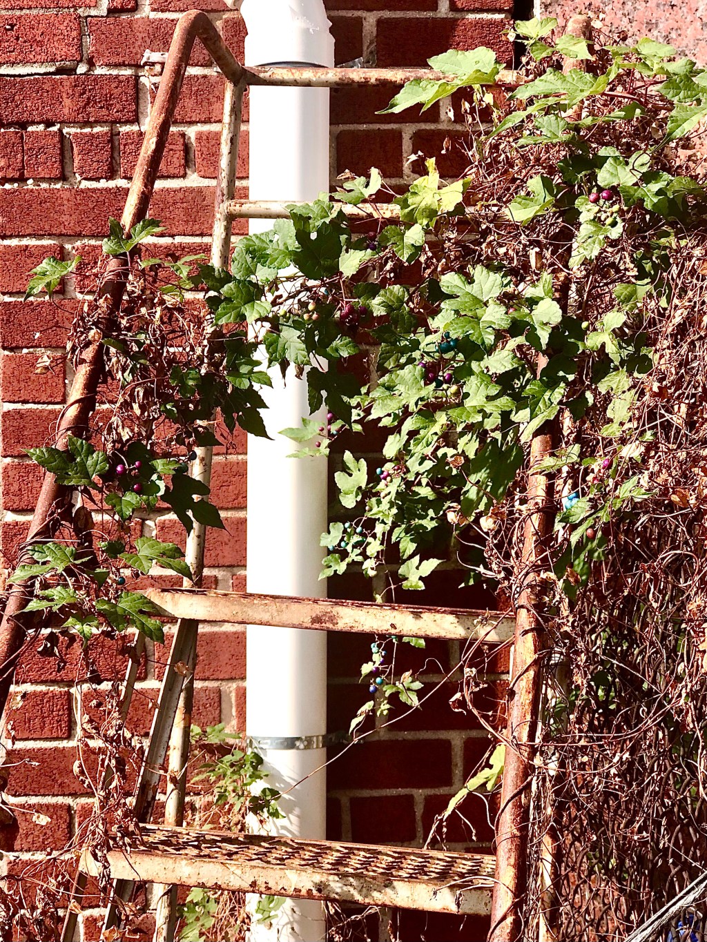 Wild found is still&nbsp;Wild