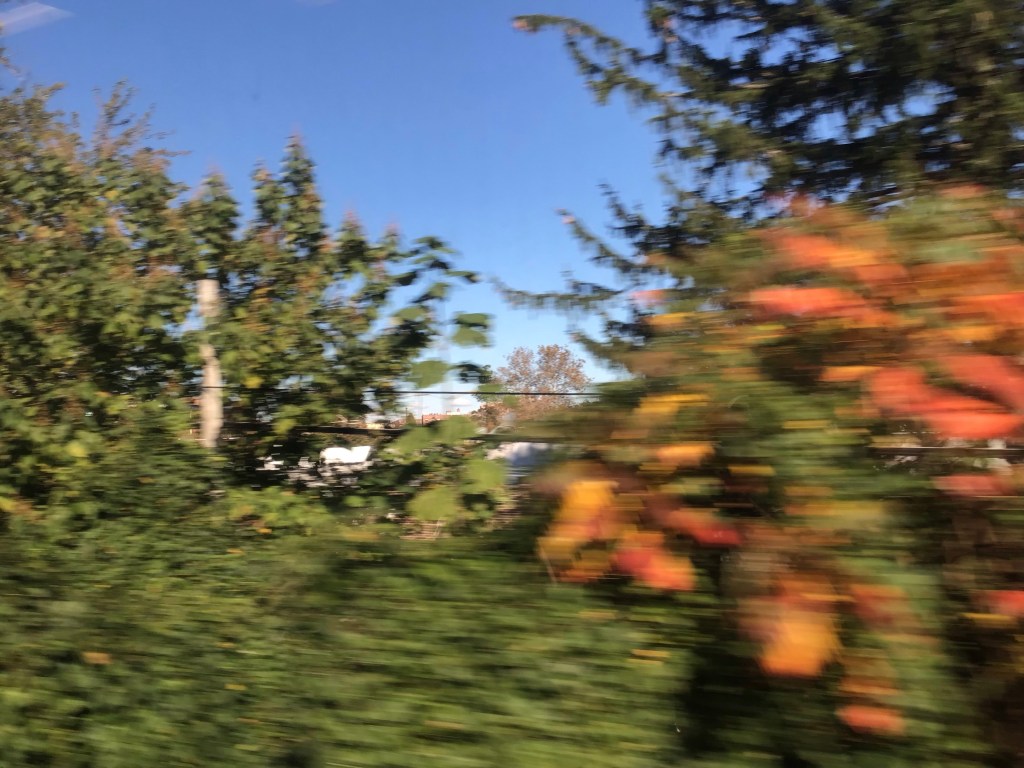 Sketching / foliage —&nbsp;11.3.2021