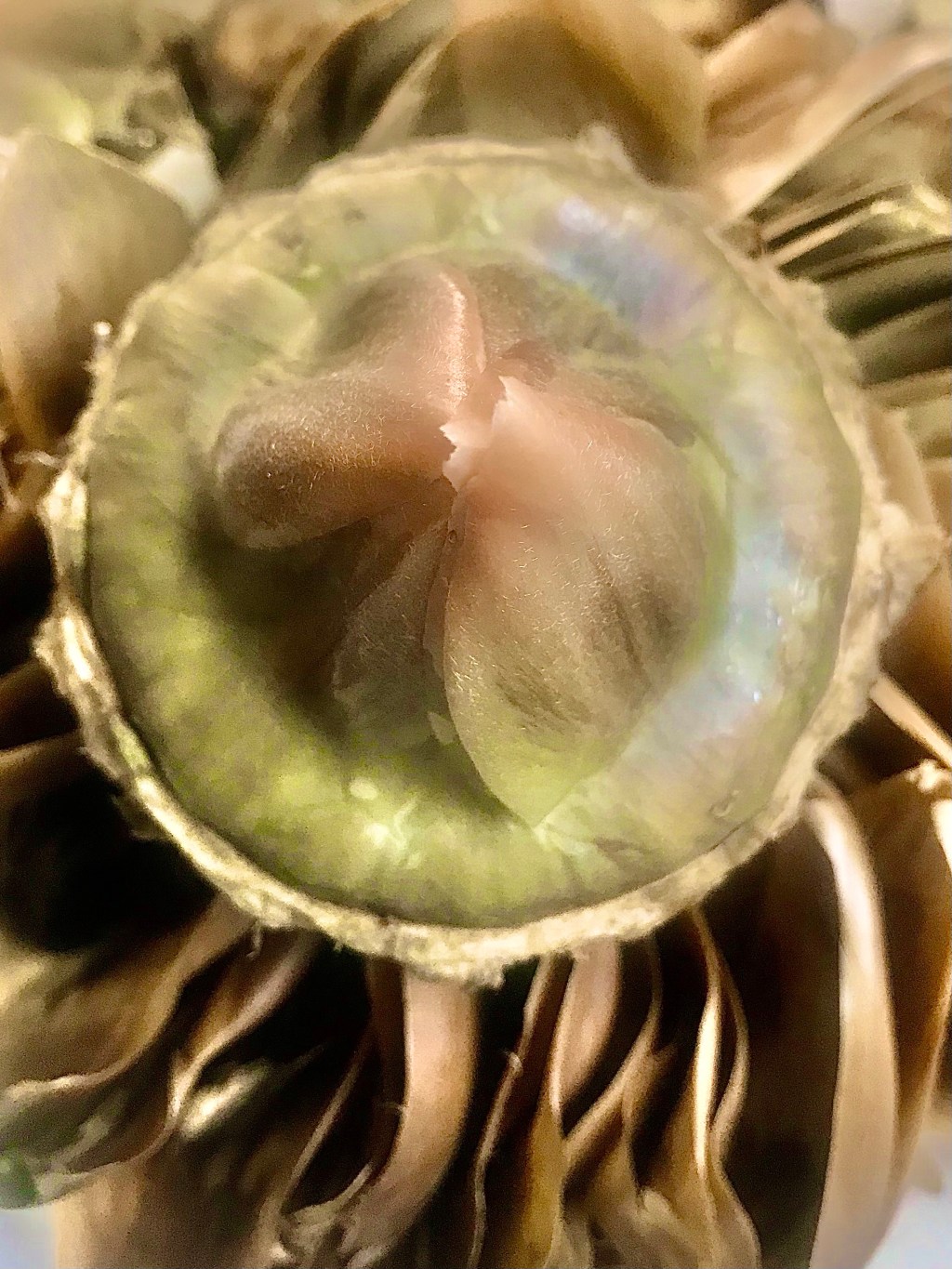 Blossom of a Thistle (with the last of some one hundred scales still&nbsp;attached)