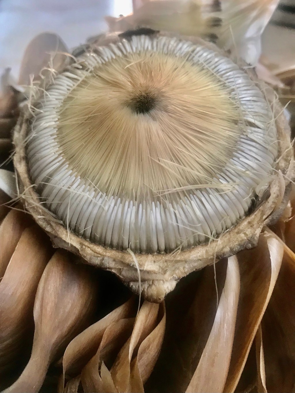 Heart of a&nbsp;Thistle