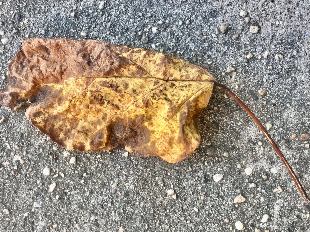 Ode to an embodied nobody&nbsp;(medium)