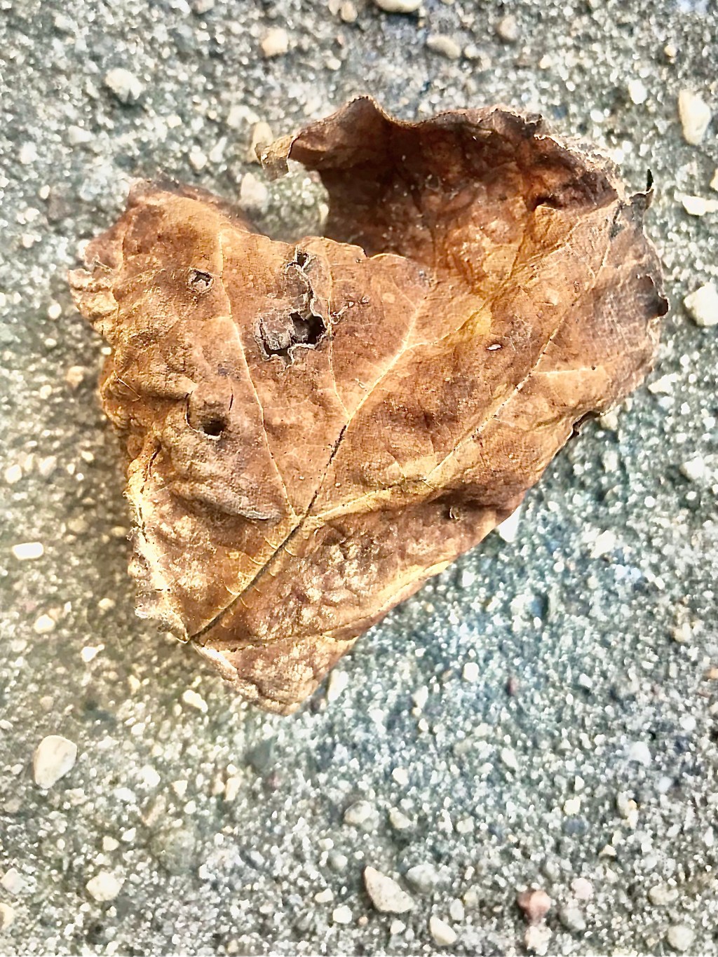 Ode to an embodied nobody&nbsp;(small)