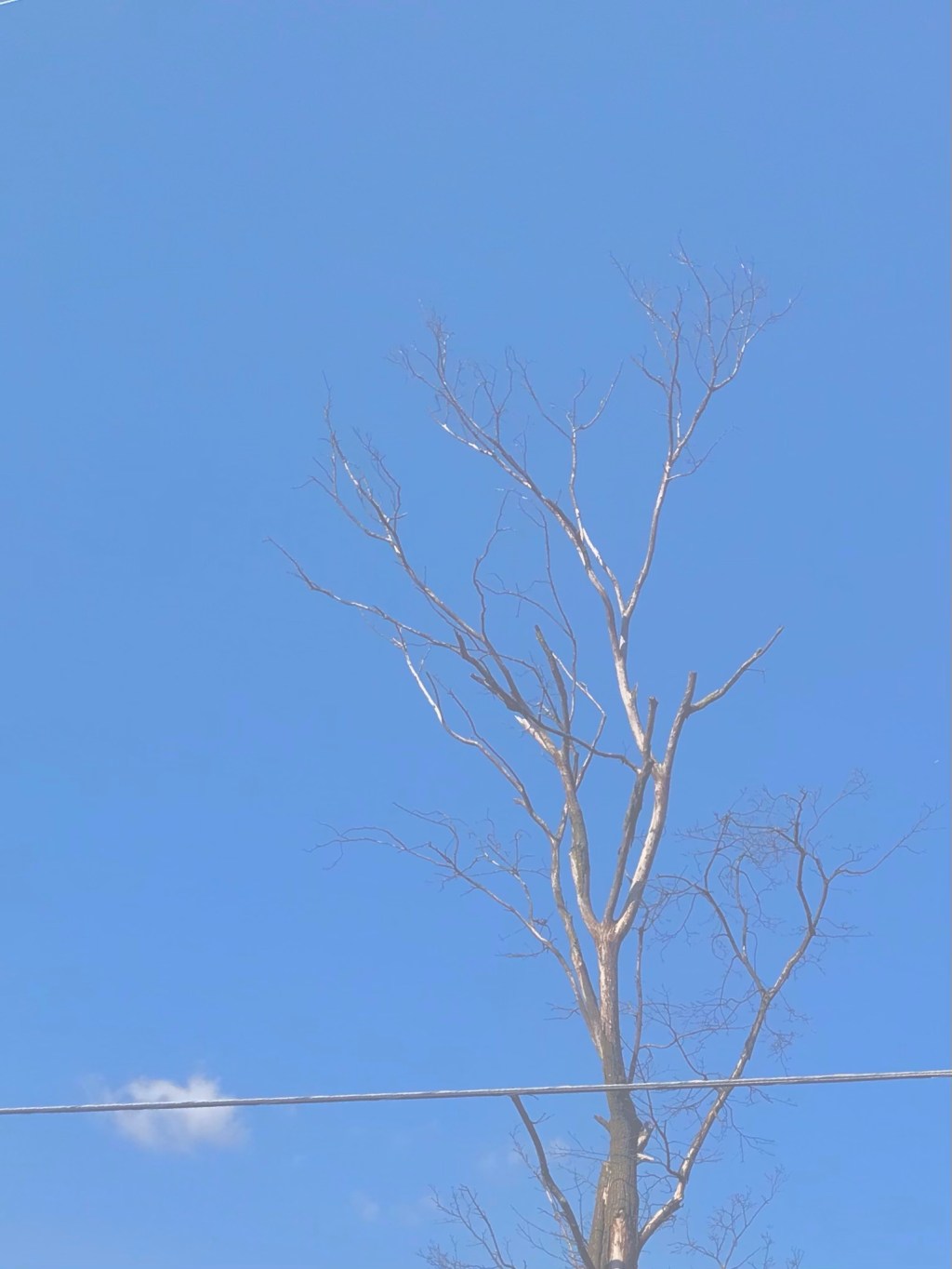 Cloud drying on line held by a dry&nbsp;tree