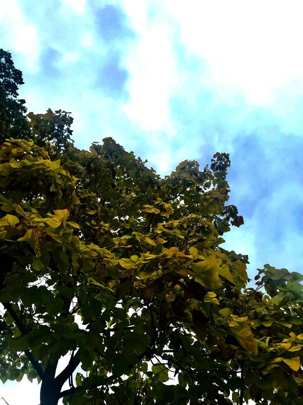 Greens on Blues&nbsp;(2)