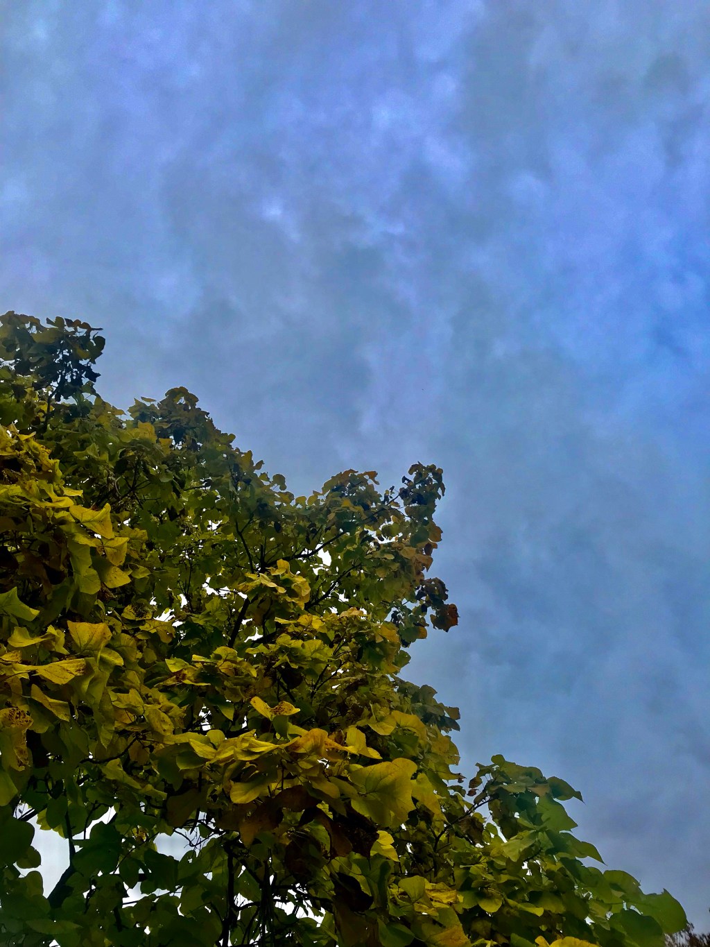 Greens on Blues&nbsp;(3)