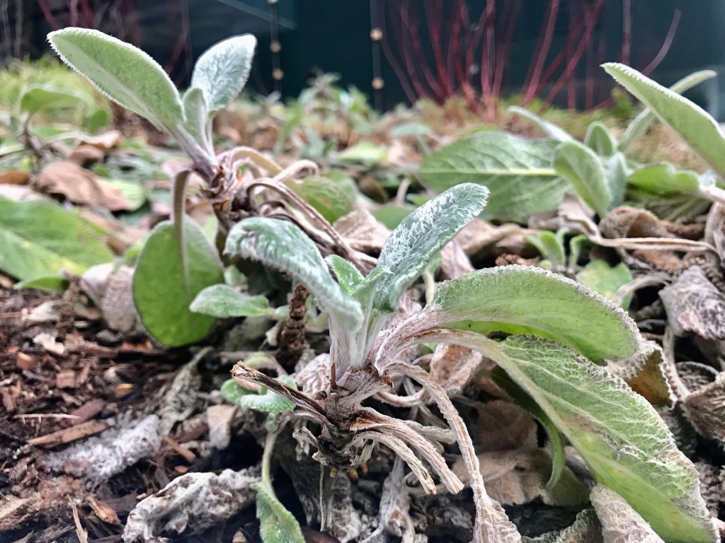Wabi-Sabi (Stachys byzantina&nbsp;Koch)