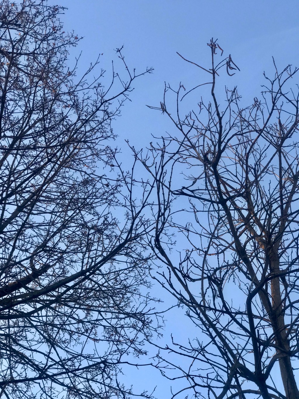 As if avoiding&nbsp;entanglement