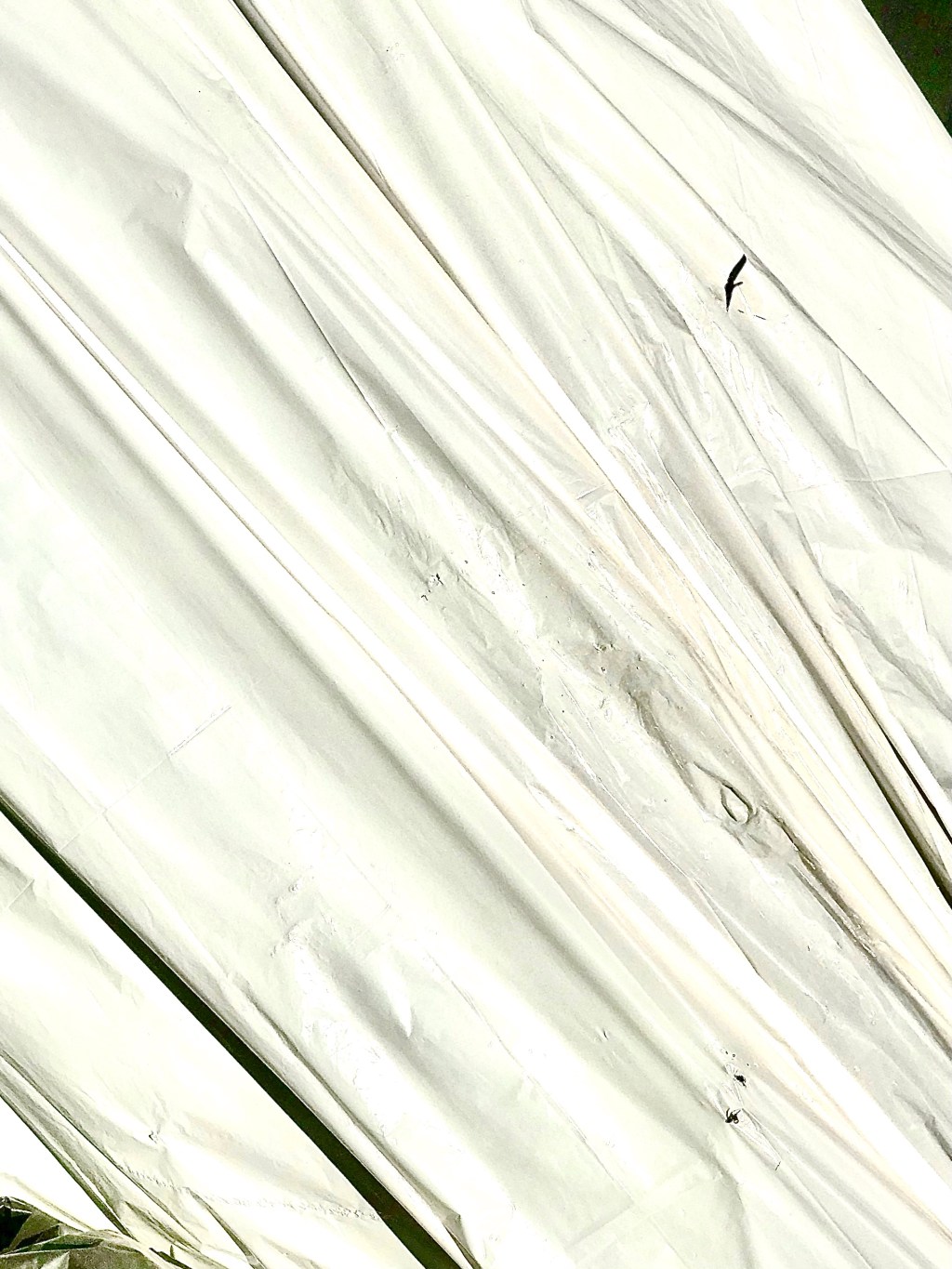 Pine Tree (not&nbsp;Christo)