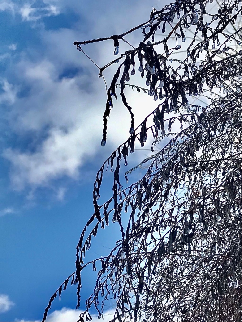 Saturday’s ice bells, and today it’s&nbsp;Spring