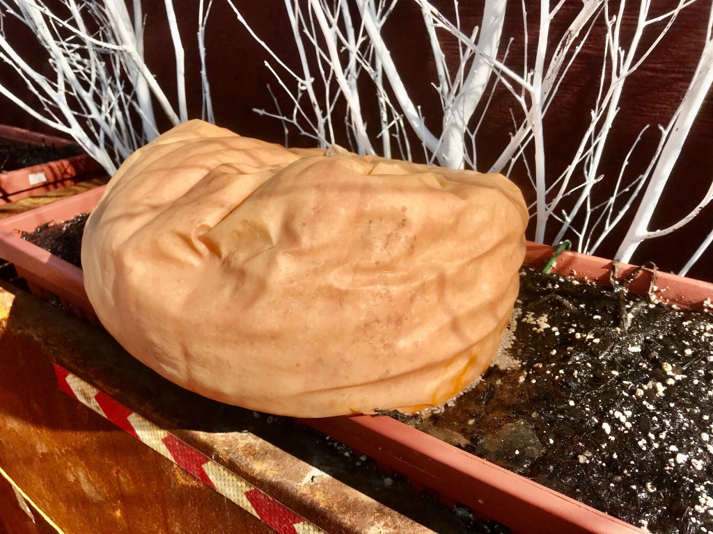 Imploded Pumpkin