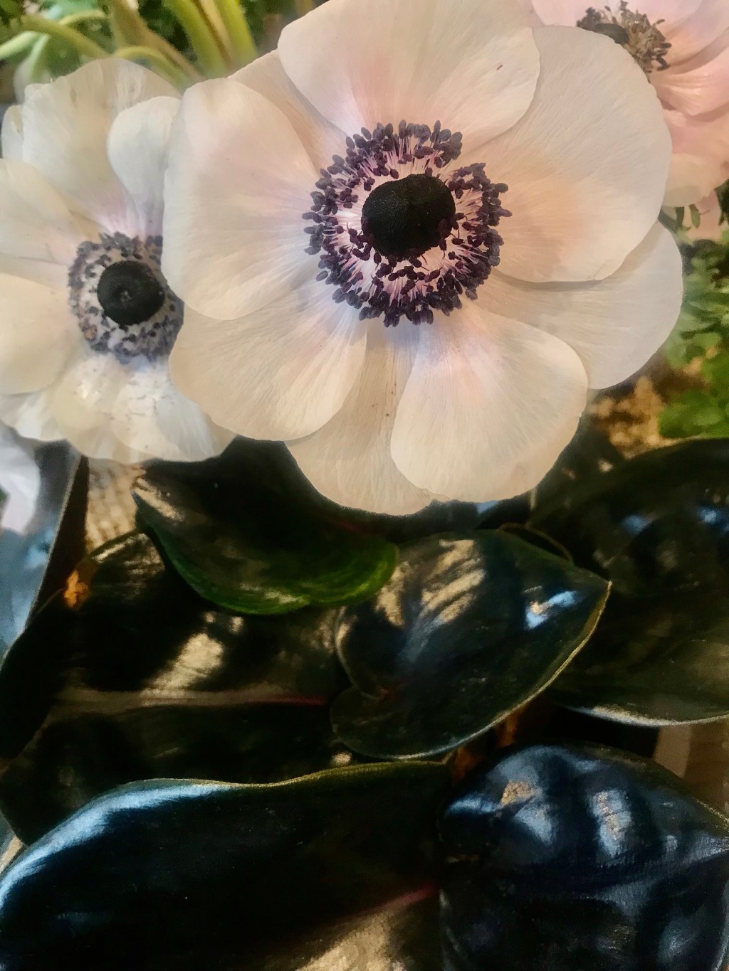 Lily in a different&nbsp;field