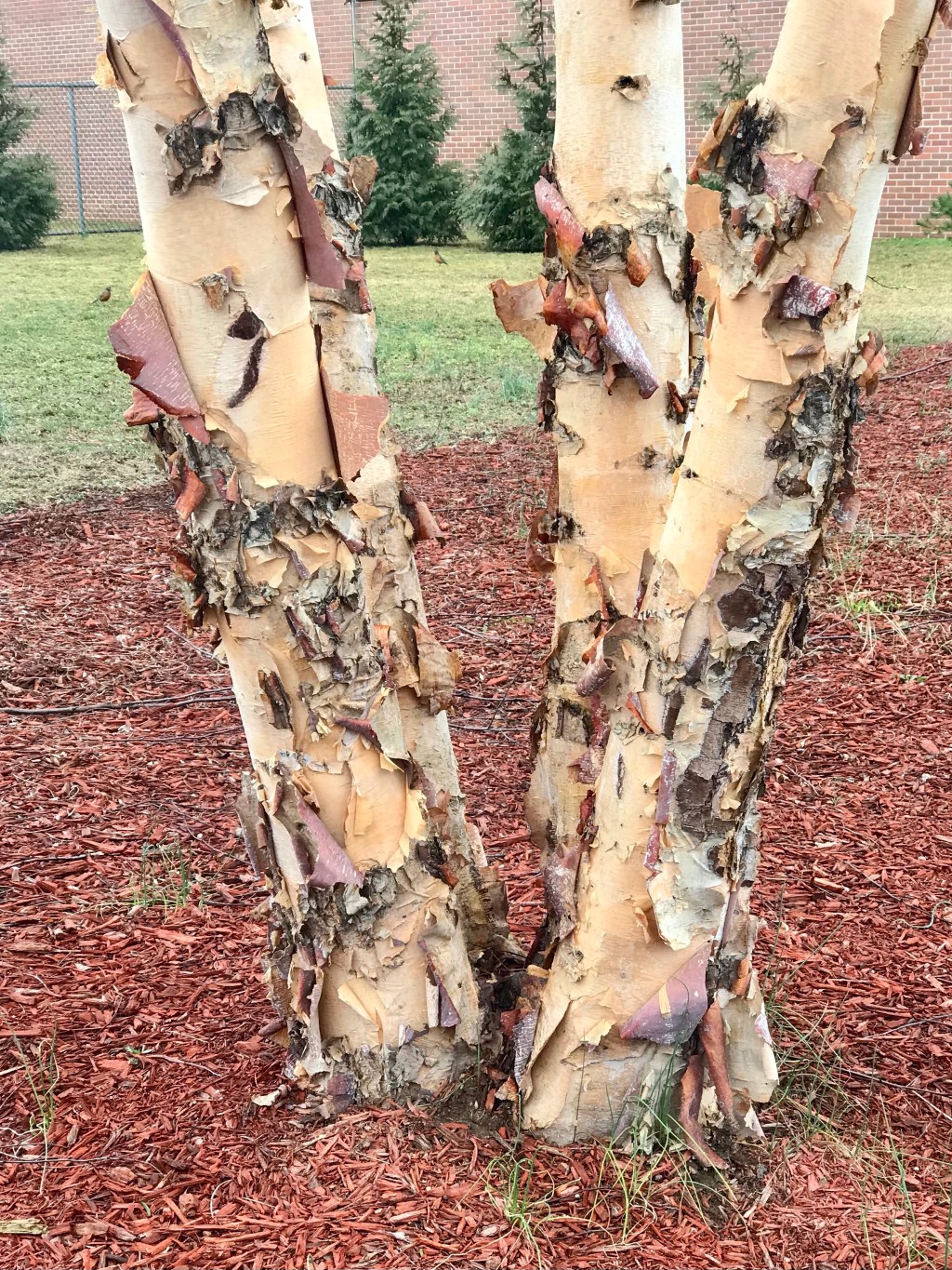 Betula skin