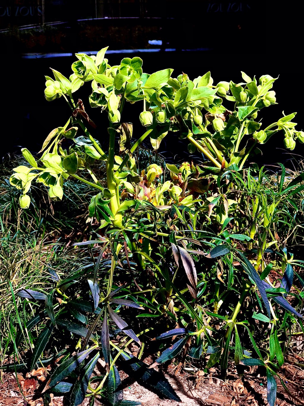 Flowers waiting, as if green were not a&nbsp;color