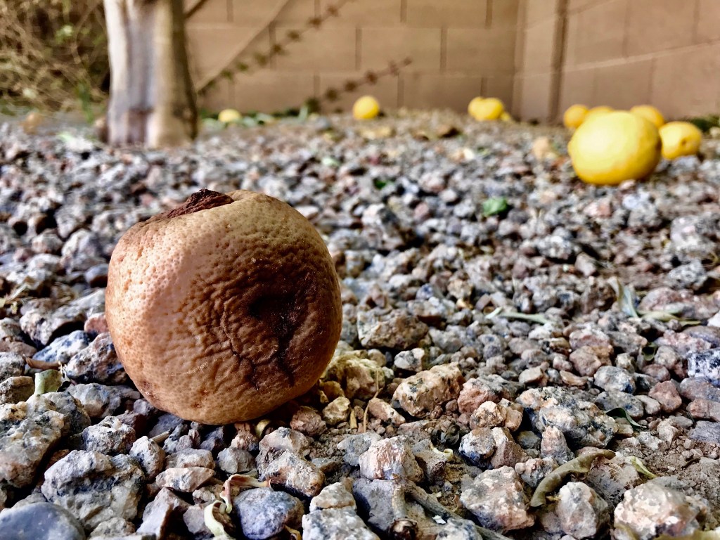 Lemon, gone bad
