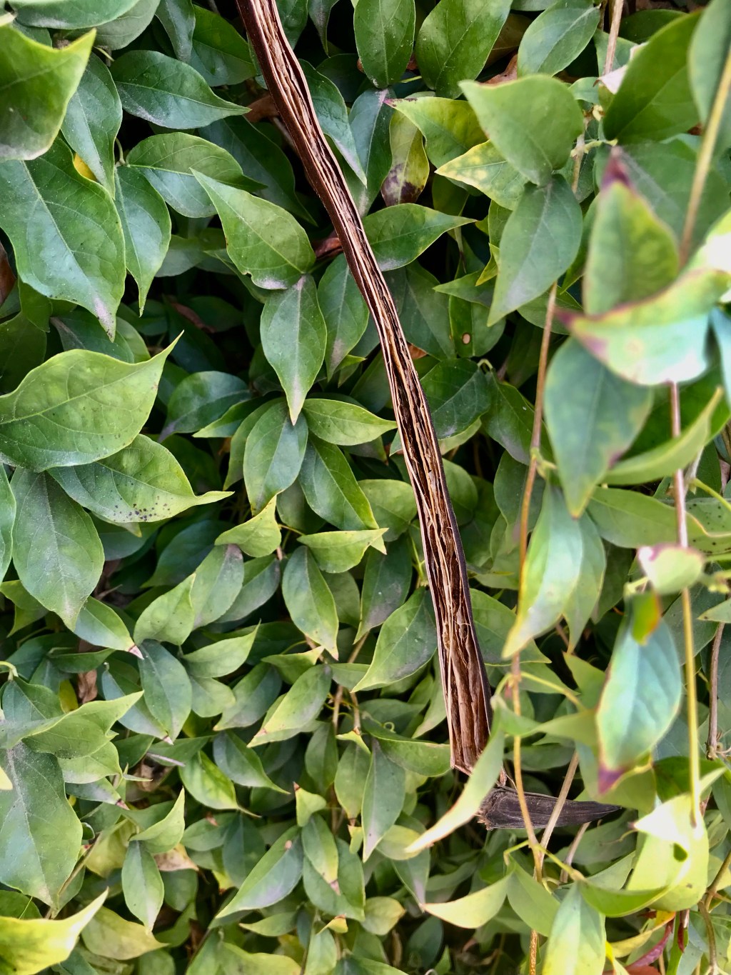 Arizona garden detail