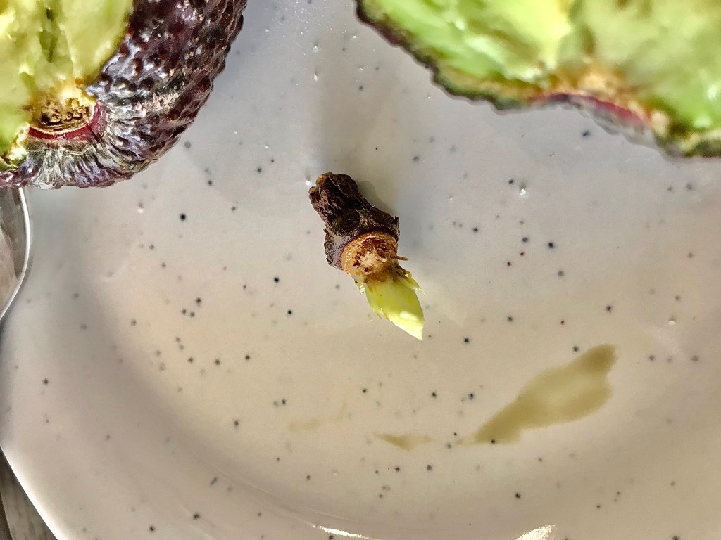 Avocado stem