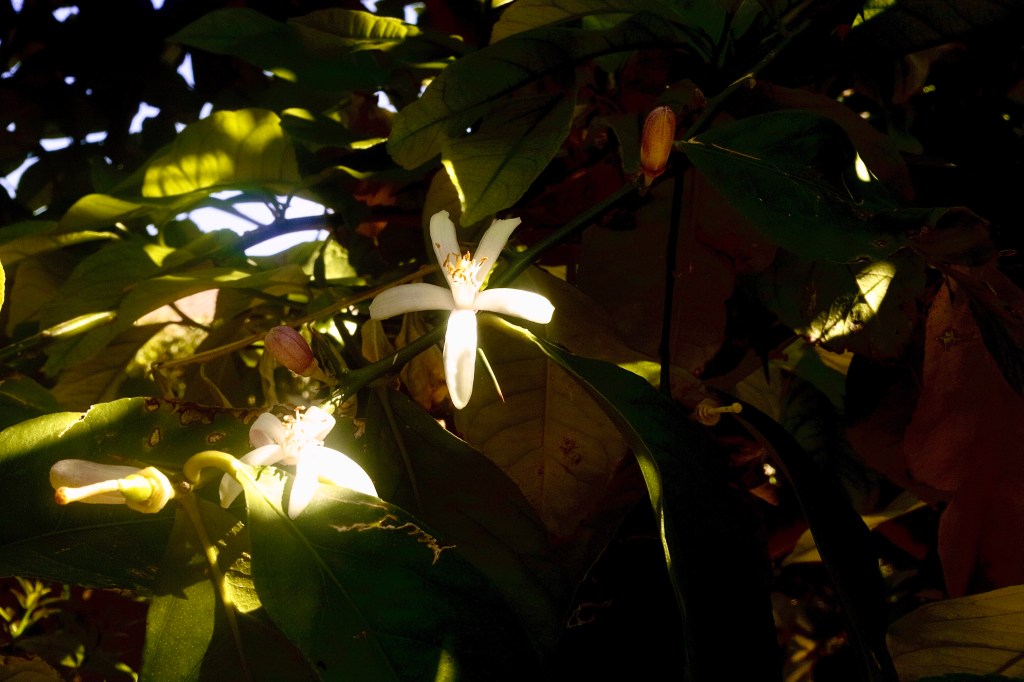 Life’s Lemons bring their Flowers&nbsp;along