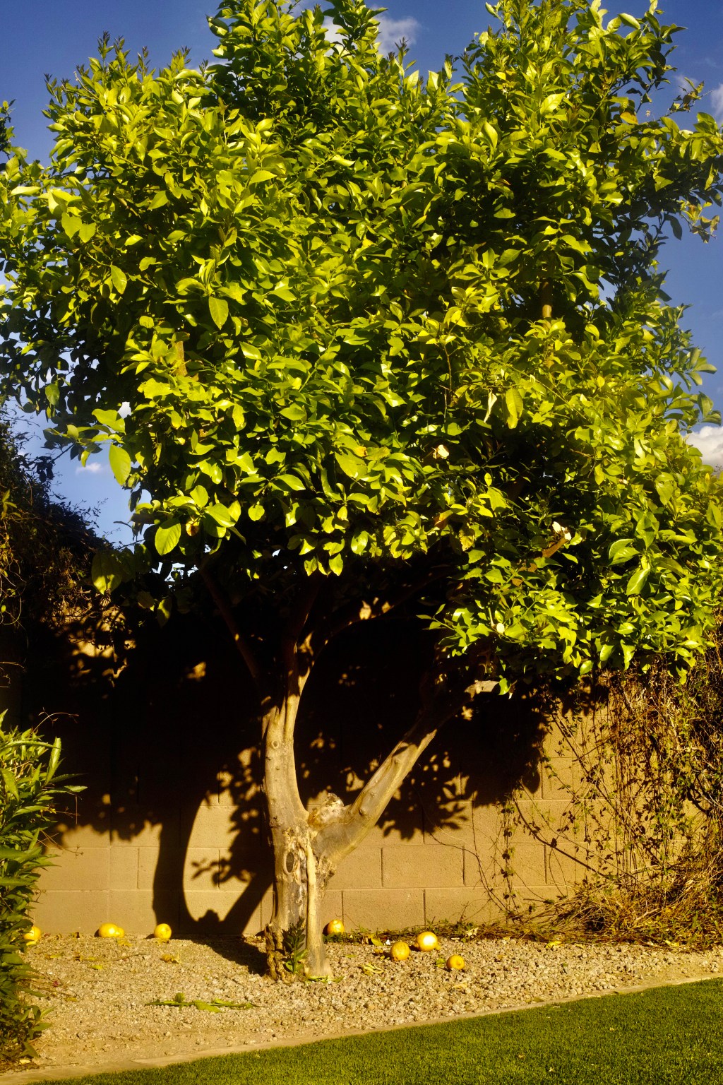 Lemon Tree (IV)