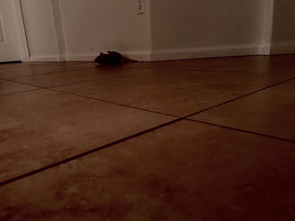 After merely a week in Arizona, a New Yorker will not think “toy” at first&nbsp;glance