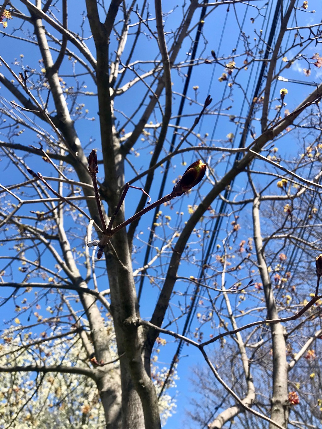 Norway Maple waiting