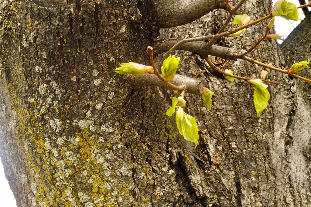 Linden Littleleaf Springers
