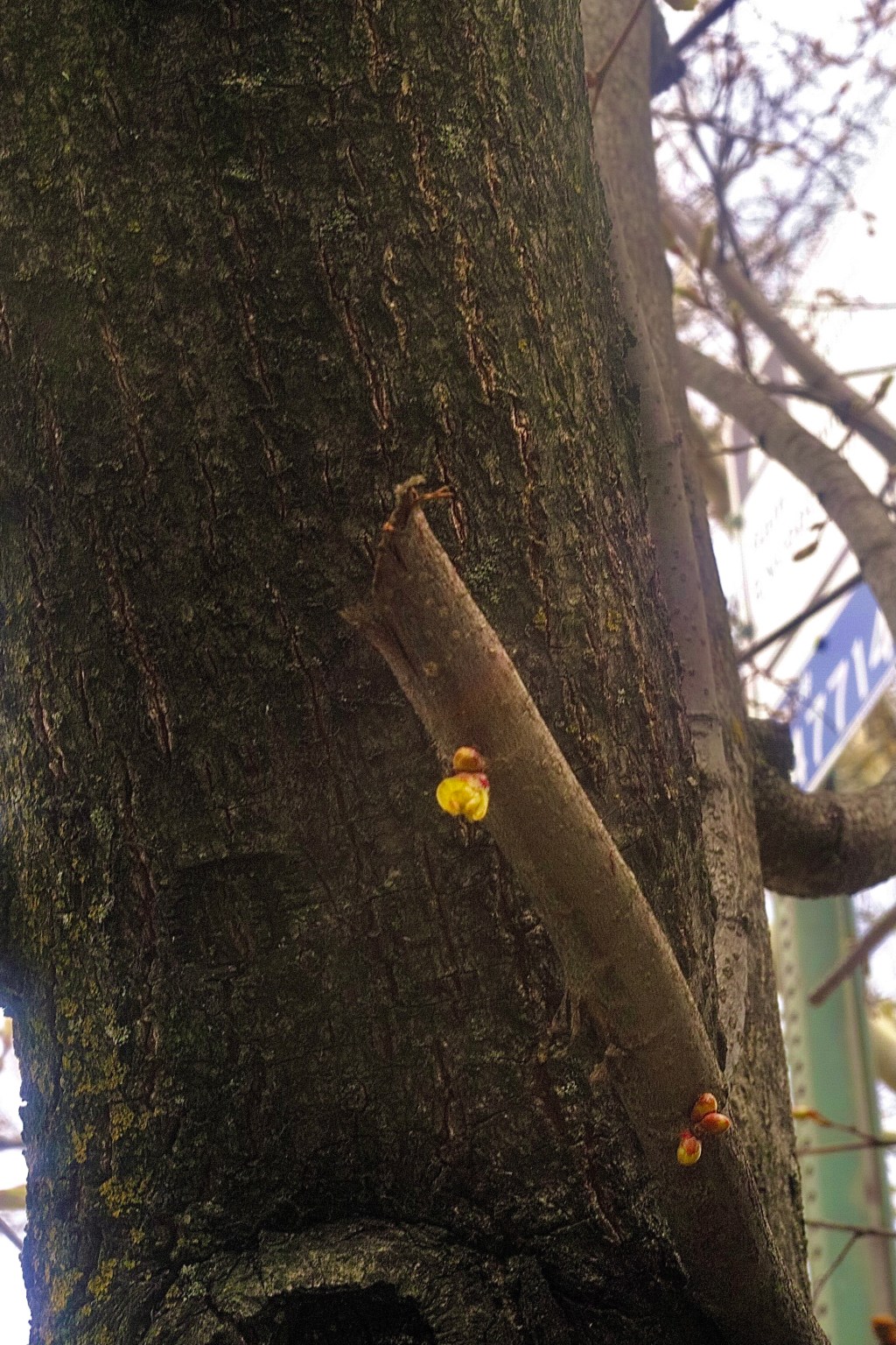 Linden Littleleaf (younger&nbsp;blossom)