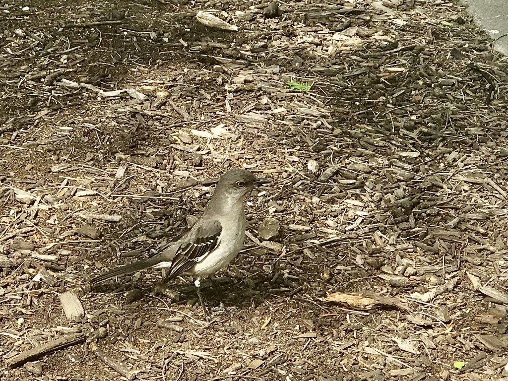 Northern Mockingbird (serious)